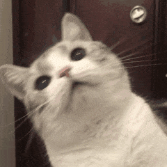 9f85d951f3b0b202de97ff72e32bfd76.gif