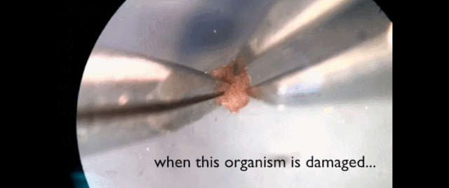 0100ca8a42751a4a1a959af566a980b5.gif